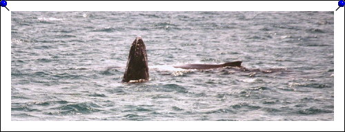 Jervis Bay - humpback baby and mama