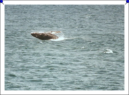 Jervis Bay - baby breach