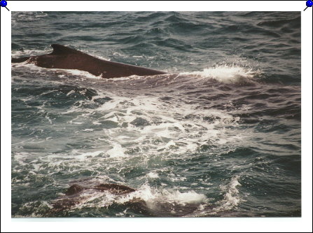 Jervis Bay - mama and baby closeup