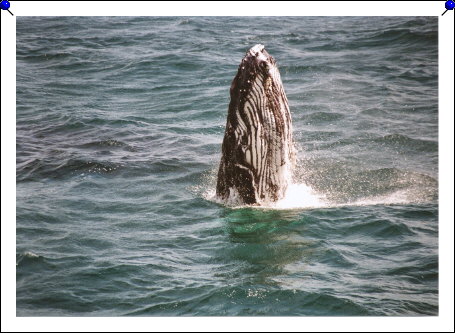 Jervis Bay - baby closeup