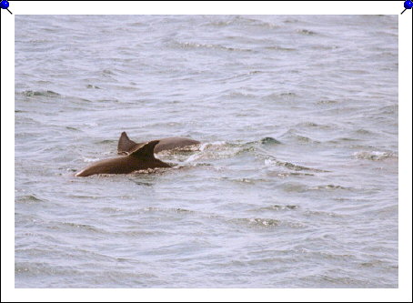 Jervis Bay - dolphins 01