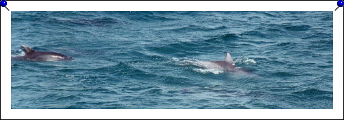 Jervis Bay - dolphins 02