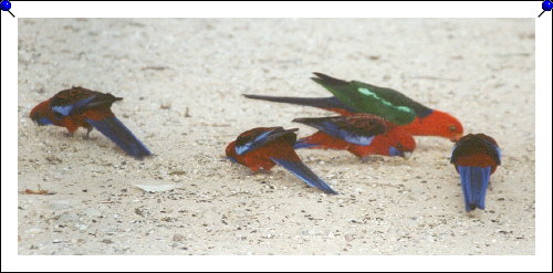 Pebbly Beach - parrots group