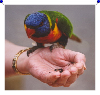 Pebbly Beach - Marie with parrot close