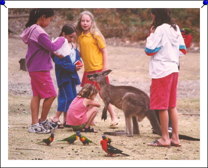 Pebbly Beach - kids, parrots, kangaroo