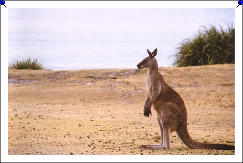 Pebbly Beach - lone kangaroo