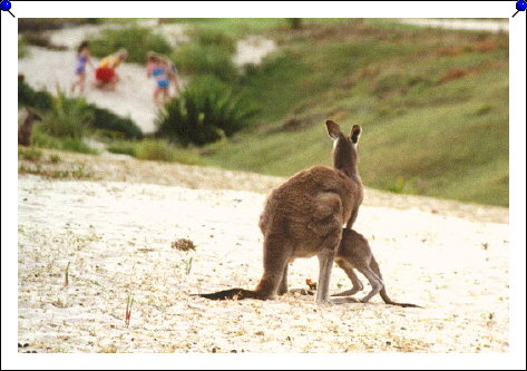 Pebbly Beach - baby jumping in pouch