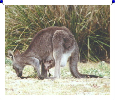 Pebbly Beach - joey peeking out