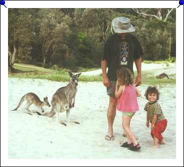 Pebbly Beach - kangaroo and human families