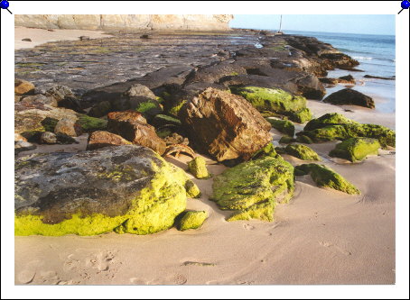 Pebbly Beach - moss