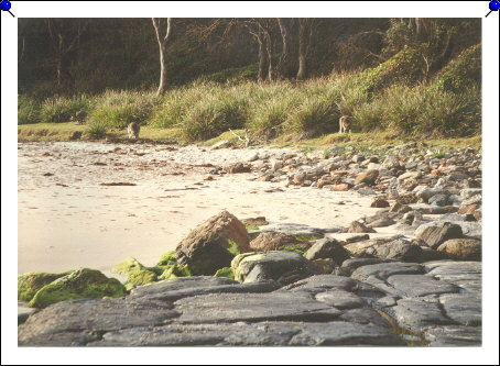 Pebbly Beach - rocks, kangaroos