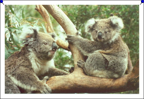 Phillip Island - koalas mom and baby