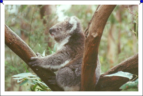 Phillip Island - koala baby