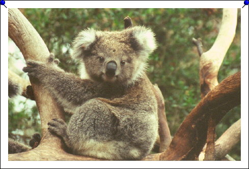 Phillip Island - koala baby 02