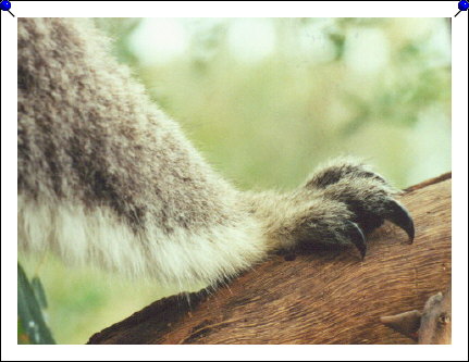 Phillip Island - koala claws