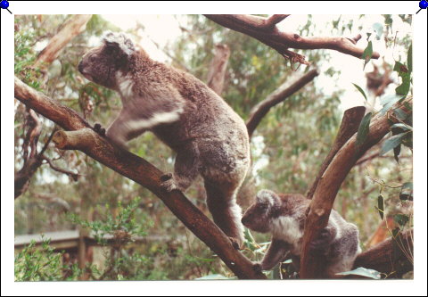 Phillip Island - koalas 01