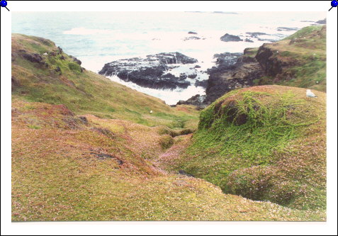 Phillip Island - coastal flowers