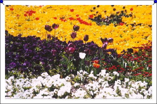 Canberra - Floriade 03