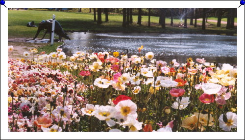 Canberra - Floriade 04