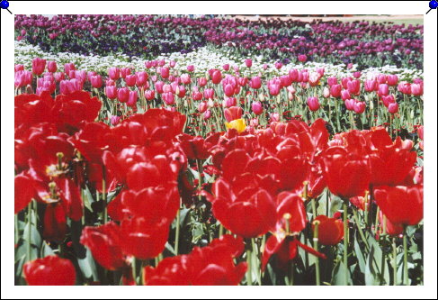 Canberra - Floriade 08