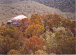 Blue Mountains - trees