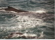 Jervis Bay - mama and baby closeup