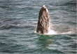 Jervis Bay - baby closeup