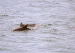 Jervis Bay - dolphins 01