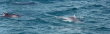 Jervis Bay - dolphins 02