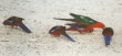 Pebbly Beach - parrots group