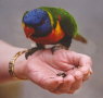 Pebbly Beach - Marie with parrot close