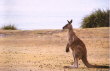 Pebbly Beach - lone kangaroo