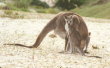 Pebbly Beach - mom and baby