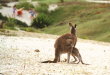 Pebbly Beach - baby jumping in pouch