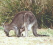 Pebbly Beach - joey peeking out