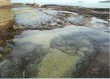 Pebbly Beach - tidepool