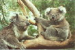 Phillip Island - koalas mom and baby