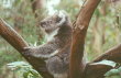 Phillip Island - koala baby