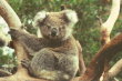 Phillip Island - koala baby 02