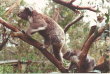 Phillip Island - koalas 01