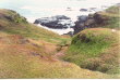 Phillip Island - coastal flowers