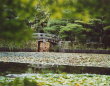 Kyoto - Ryoanji garden bridge