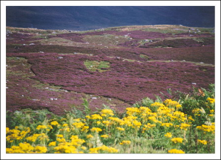 heather with yellow