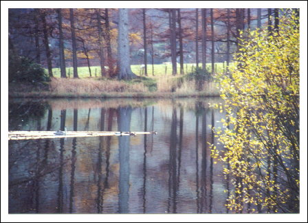 lake with ducks