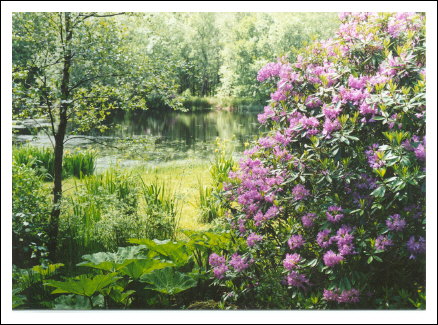 rhododendron near fort william