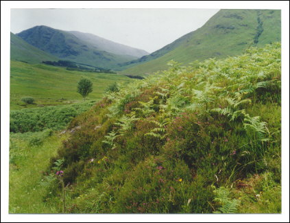 glen coe - purple flowers