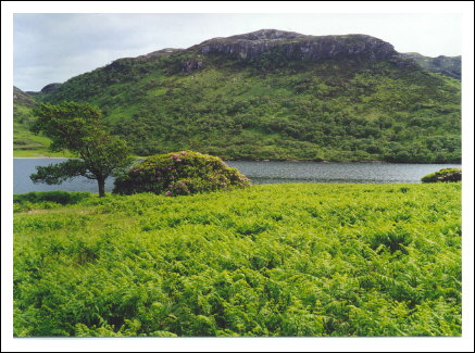 isle of mull - ferns