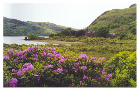 isle of mull - rhododendrons