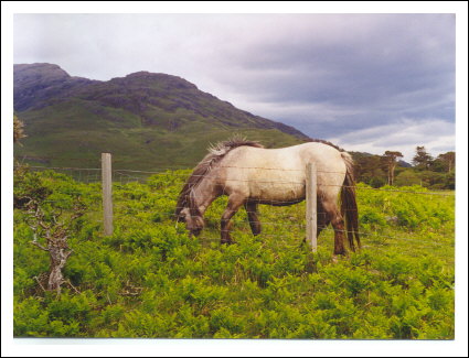 isle of mull - horse