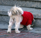 Dog  with sweater